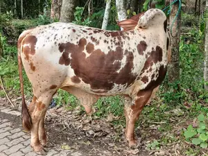 কুরবানির ষাঁড়