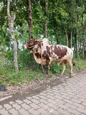 কুরবানির ষাঁড়