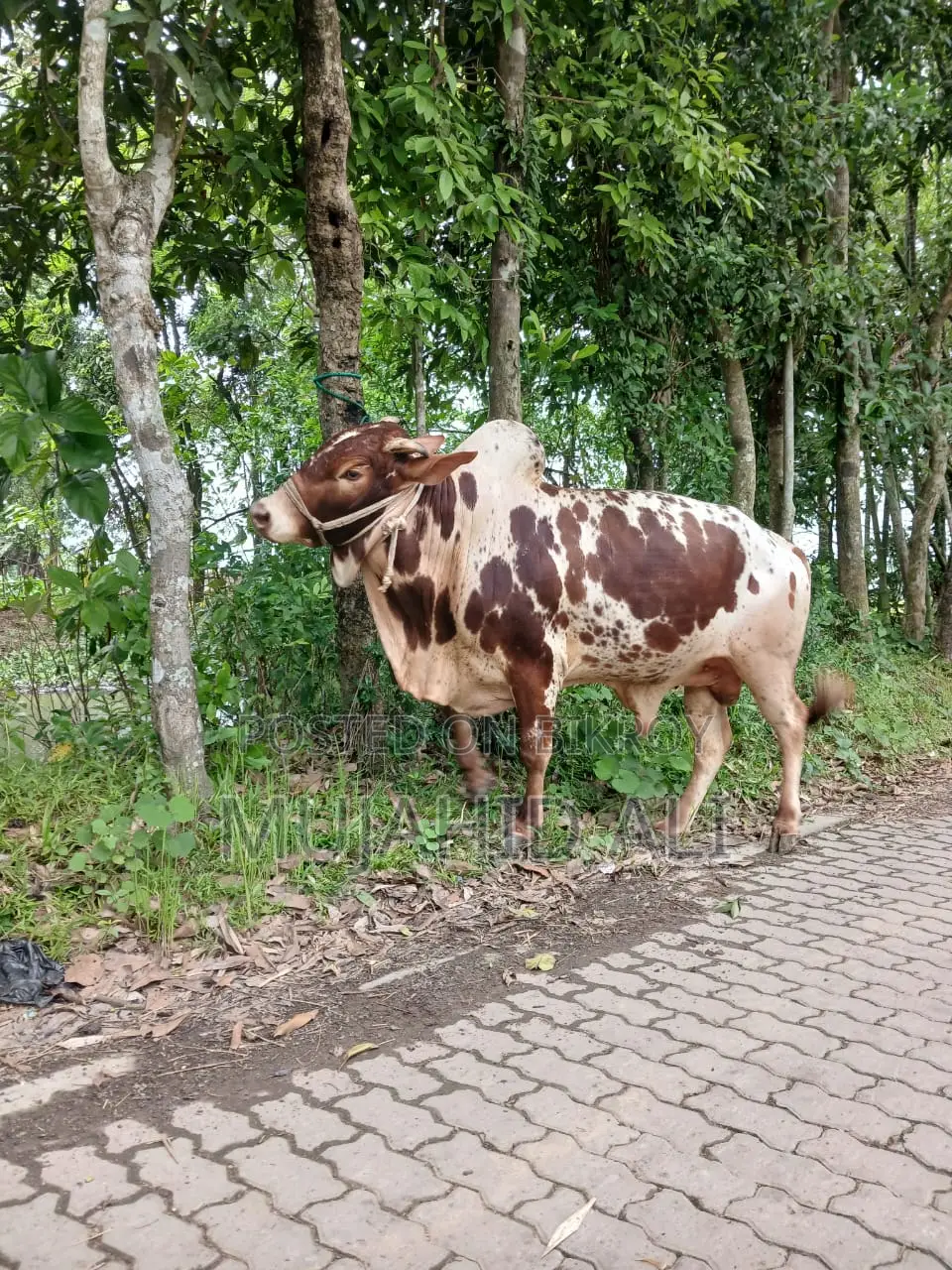 কুরবানির ষাঁড়