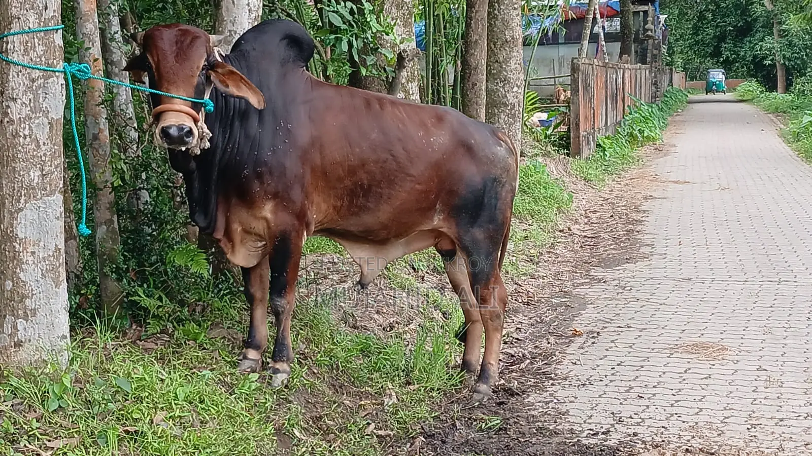 কুরবানির ষাঁড়