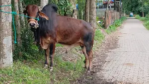 কুরবানির ষাঁড়