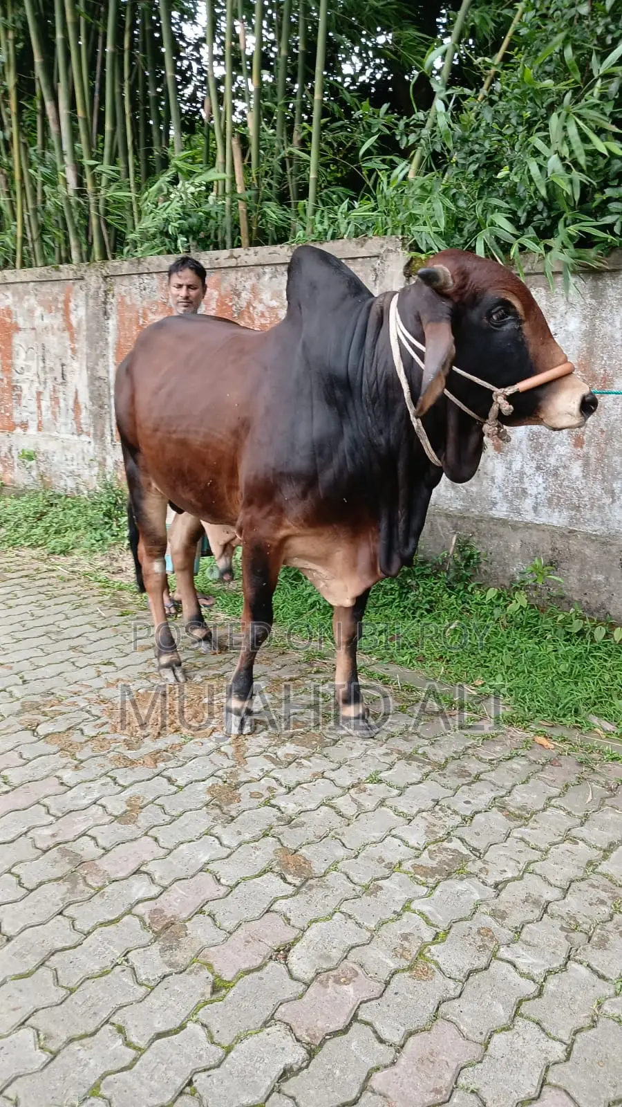 কুরবানির ষাঁড়