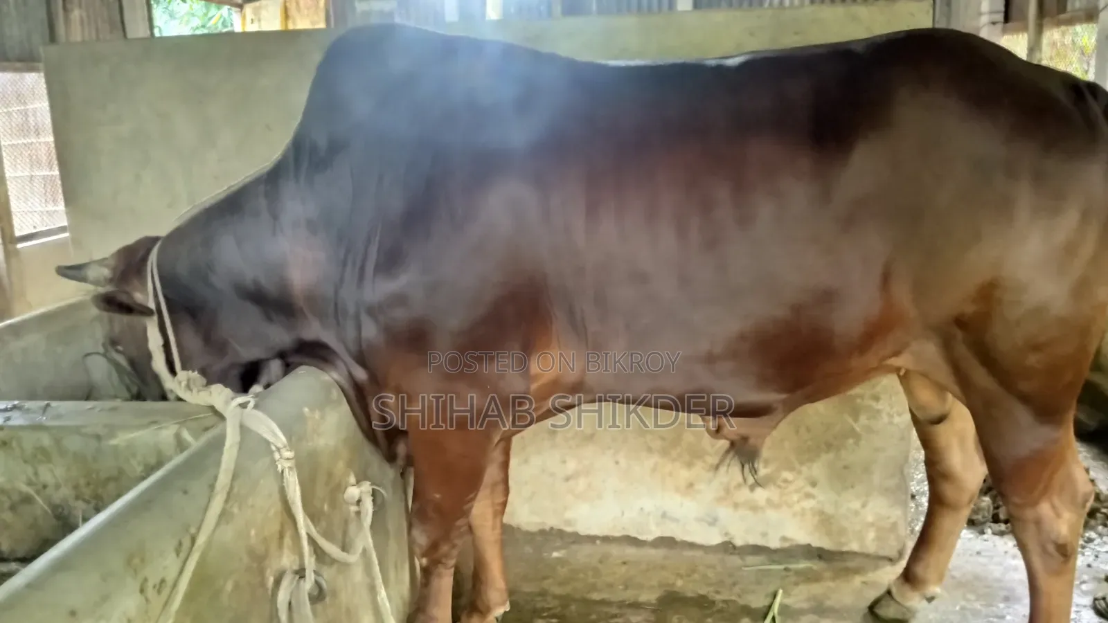গরু বিক্রি