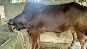 গরু বিক্রি