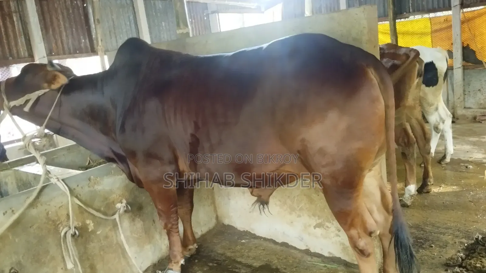 গরু বিক্রি