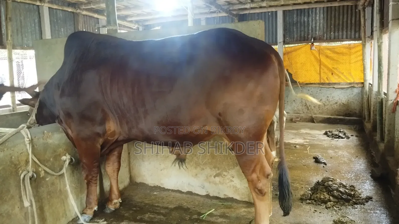 গরু বিক্রি