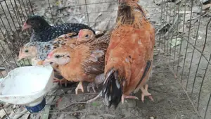 One-month-old Desi chicken chicks.