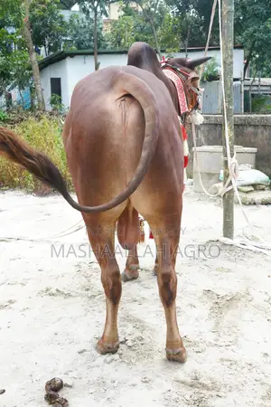 লাল সিন্ধি ষাঁড়
