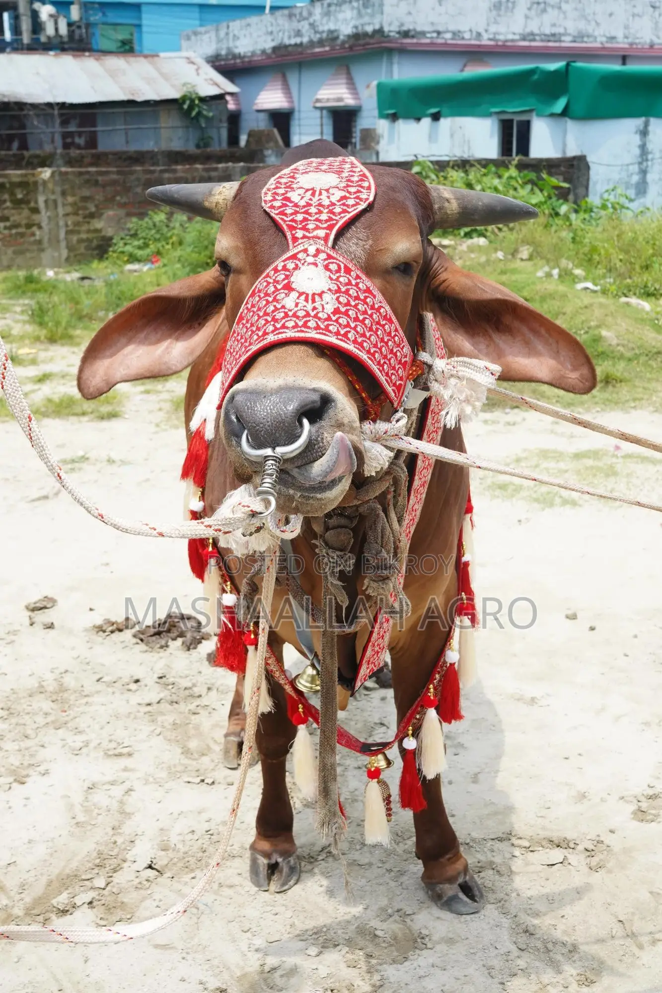 লাল সিন্ধি ষাঁড়