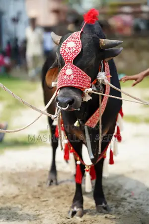 Black Gyr Bull