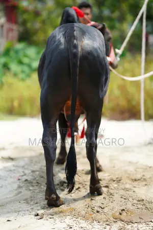 Black Gyr Bull