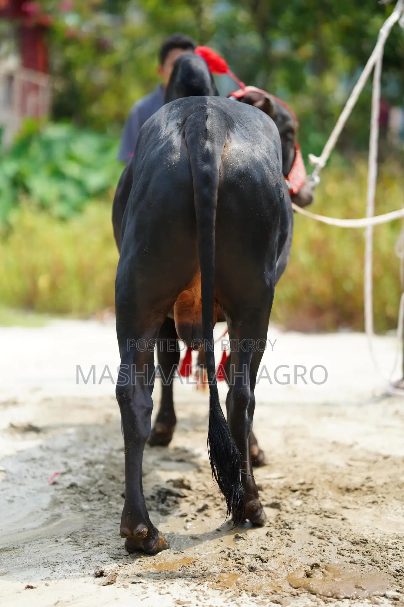 Black Gyr Bull