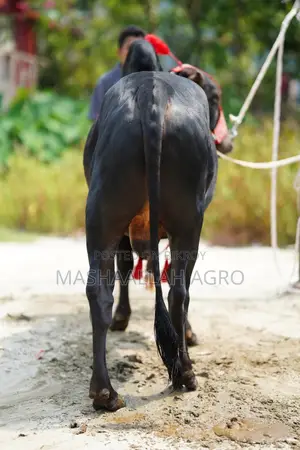 Black Gyr Bull