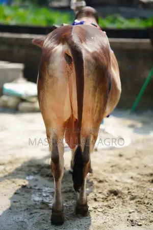 Shahiwal Bull