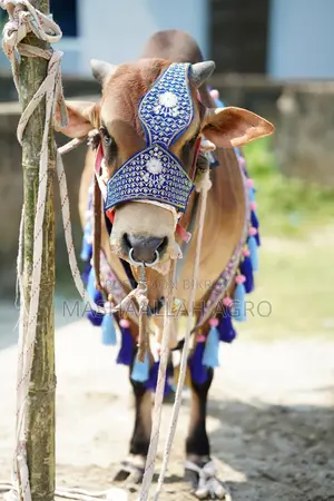 Shahiwal Bull