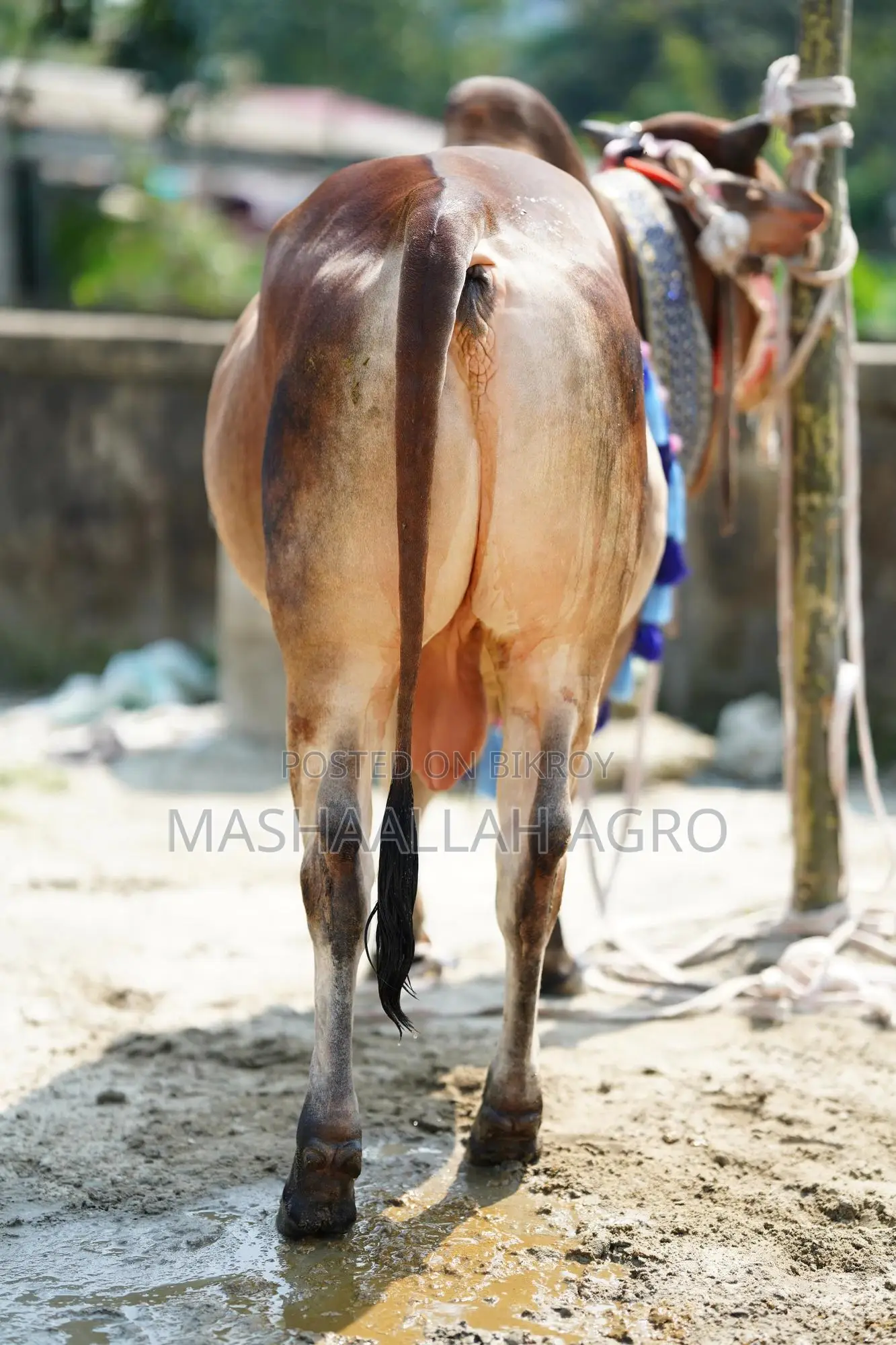 Shahiwal Bull