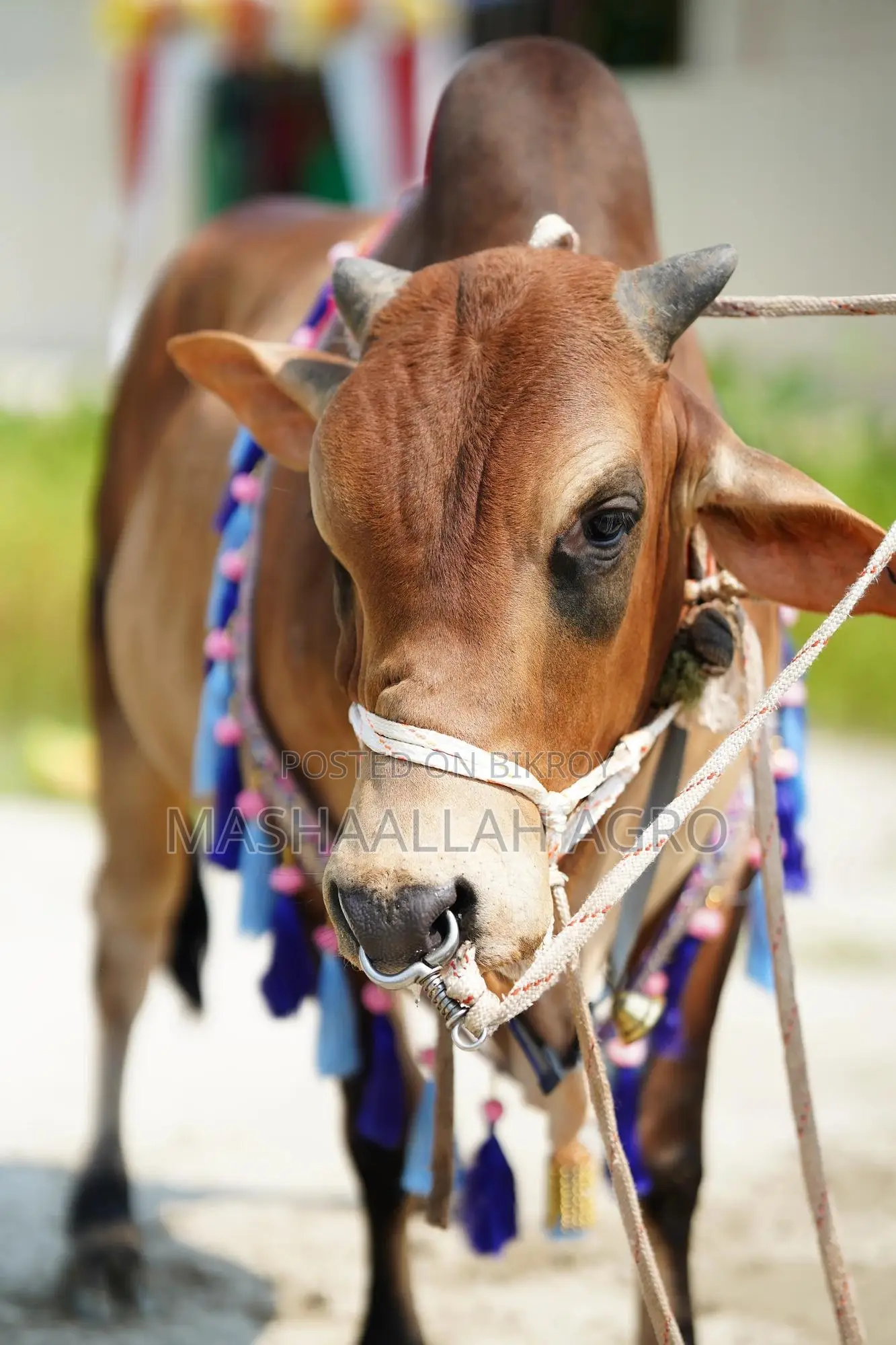 Shahiwal Bull