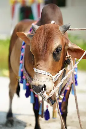 Shahiwal Bull