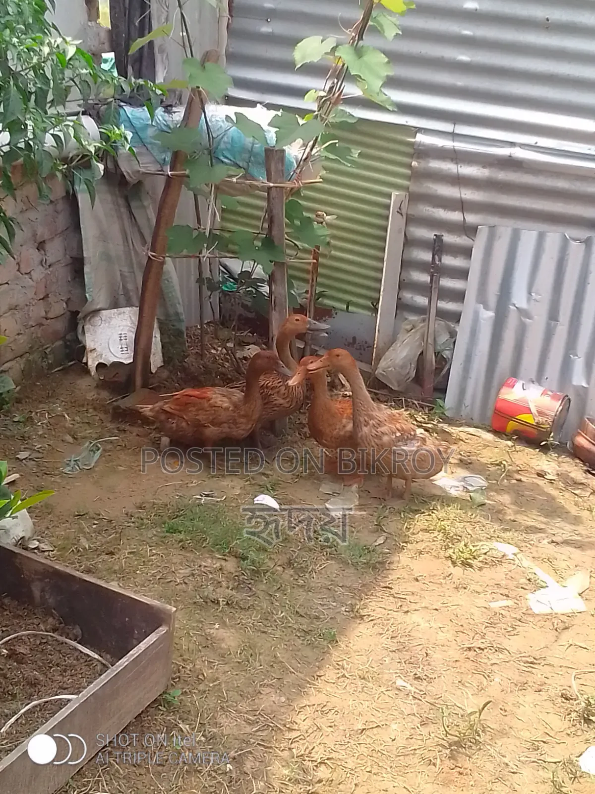 সুস্থ হাঁস