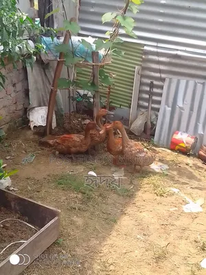 সুস্থ হাঁস