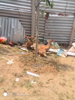 সুস্থ হাঁস