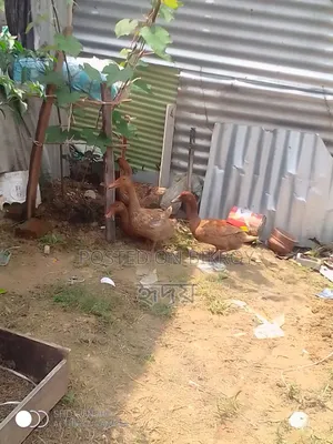 সুস্থ হাঁস