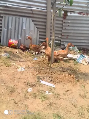 সুস্থ হাঁস