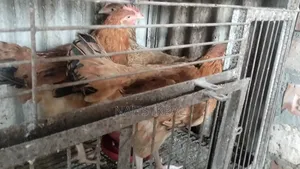 টাইগার মুরগী