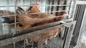 টাইগার মুরগী