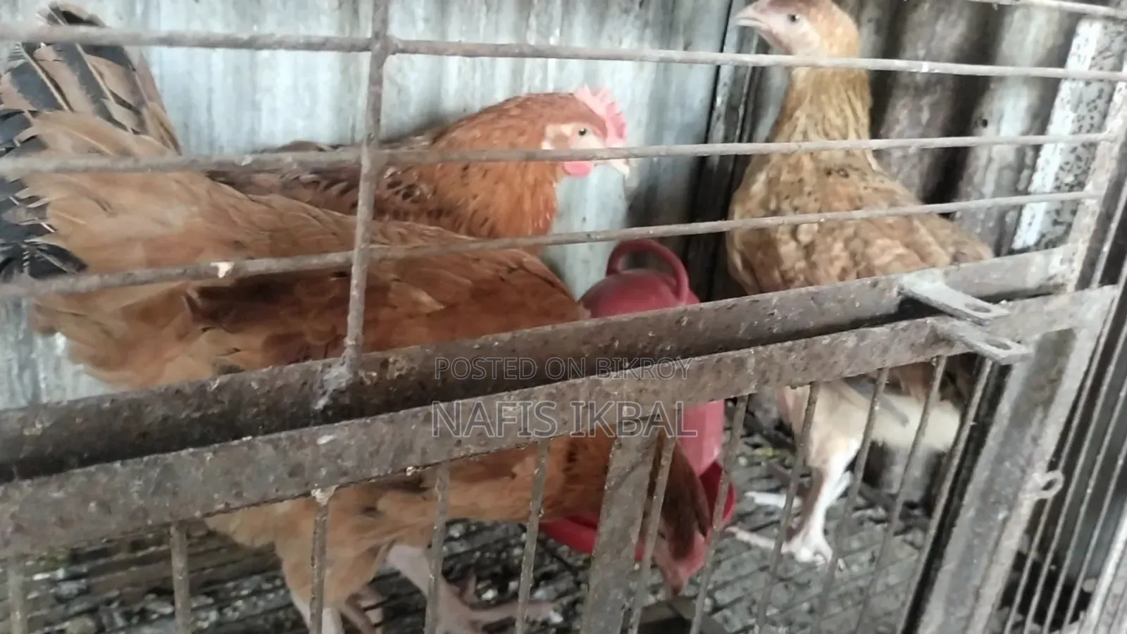 টাইগার মুরগী