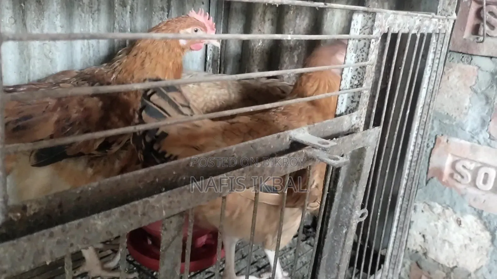 টাইগার মুরগী