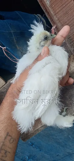 শখের মুরগী