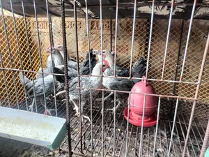 ফাওমি মোরগ