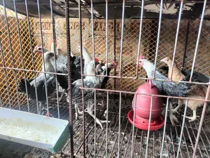 ফাওমি মোরগ