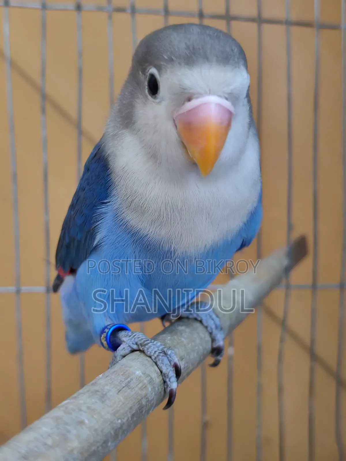 Blue Fischer Lovebird