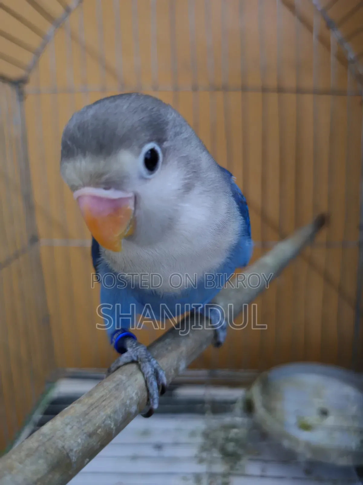 Blue Fischer Lovebird