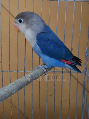 Blue Fischer Lovebird