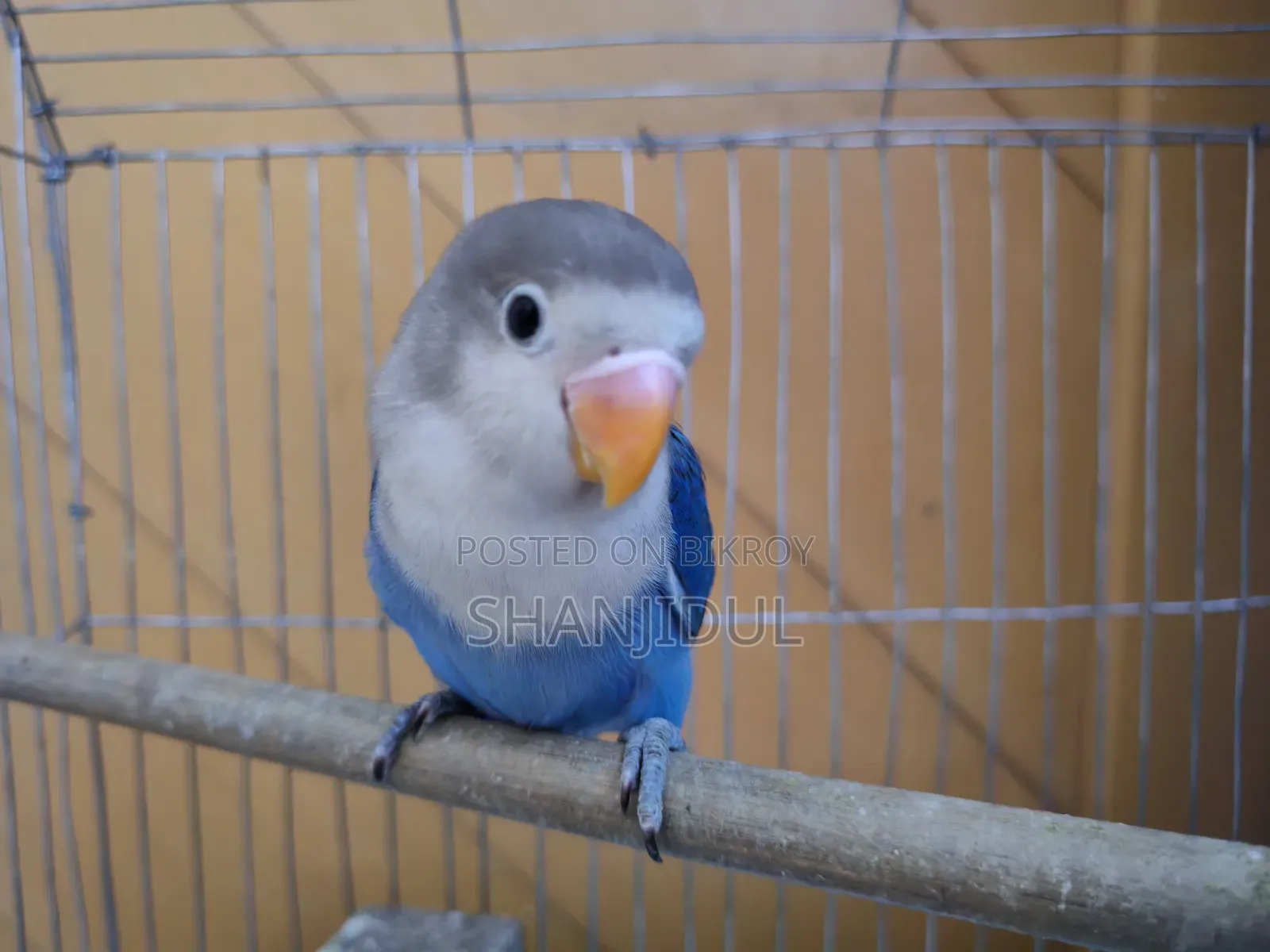 Blue Fischer Lovebird