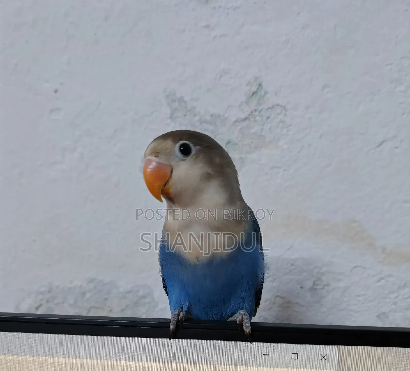 Blue Fischer Lovebird