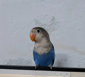 ব্লু ফিশার লাভবার্ড