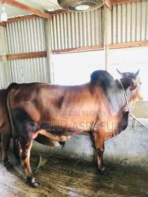 ভালো জাতের দেশি গরু