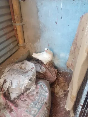 Bird Pigeon