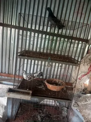 Bird Pigeon
