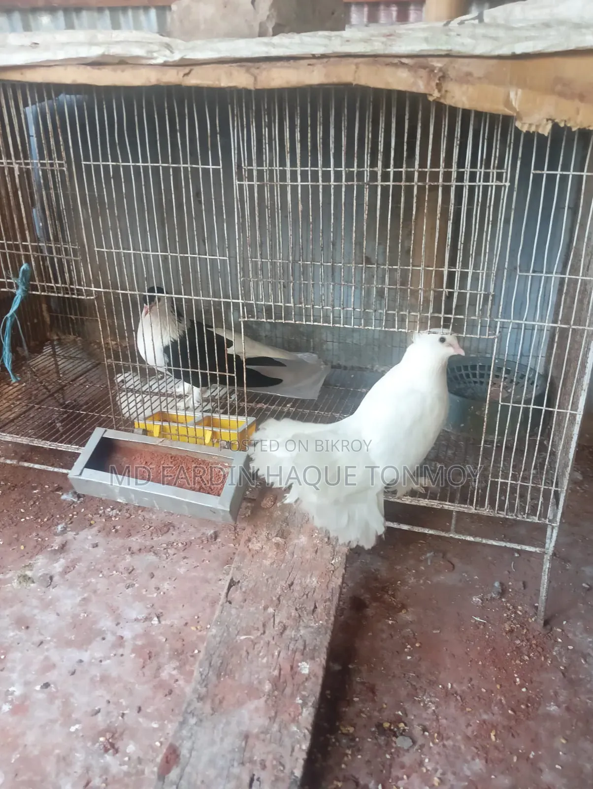 Bird Pigeon