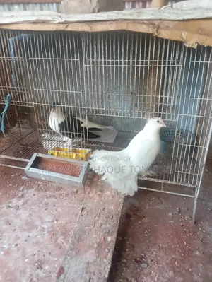 Bird Pigeon