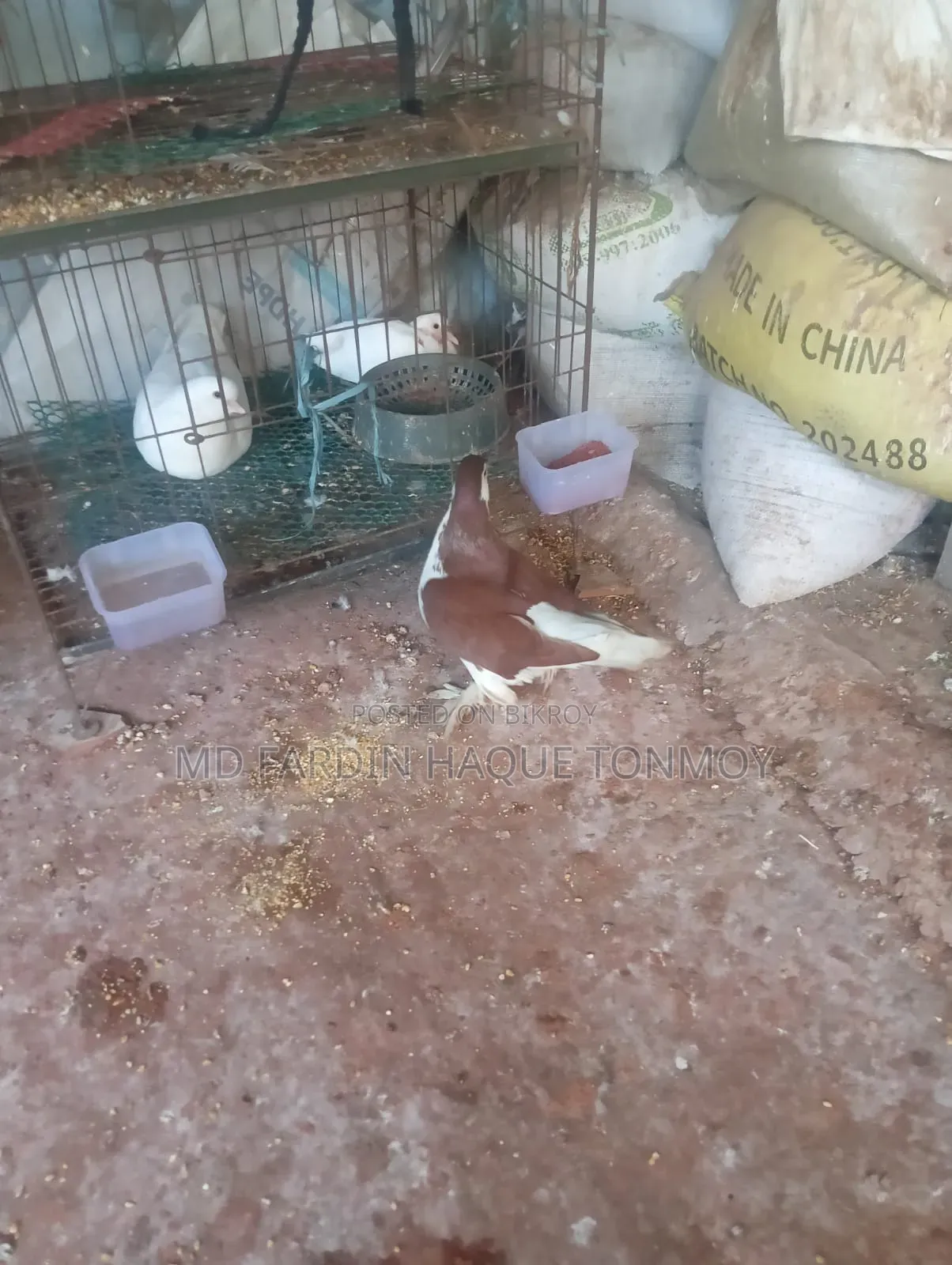 Bird Pigeon