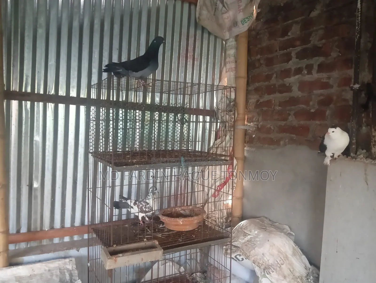 Bird Pigeon