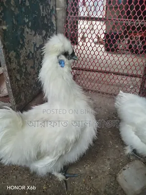 একজোড়া আমেরিকান সিল্কি মুরগী বিক্রি হবে