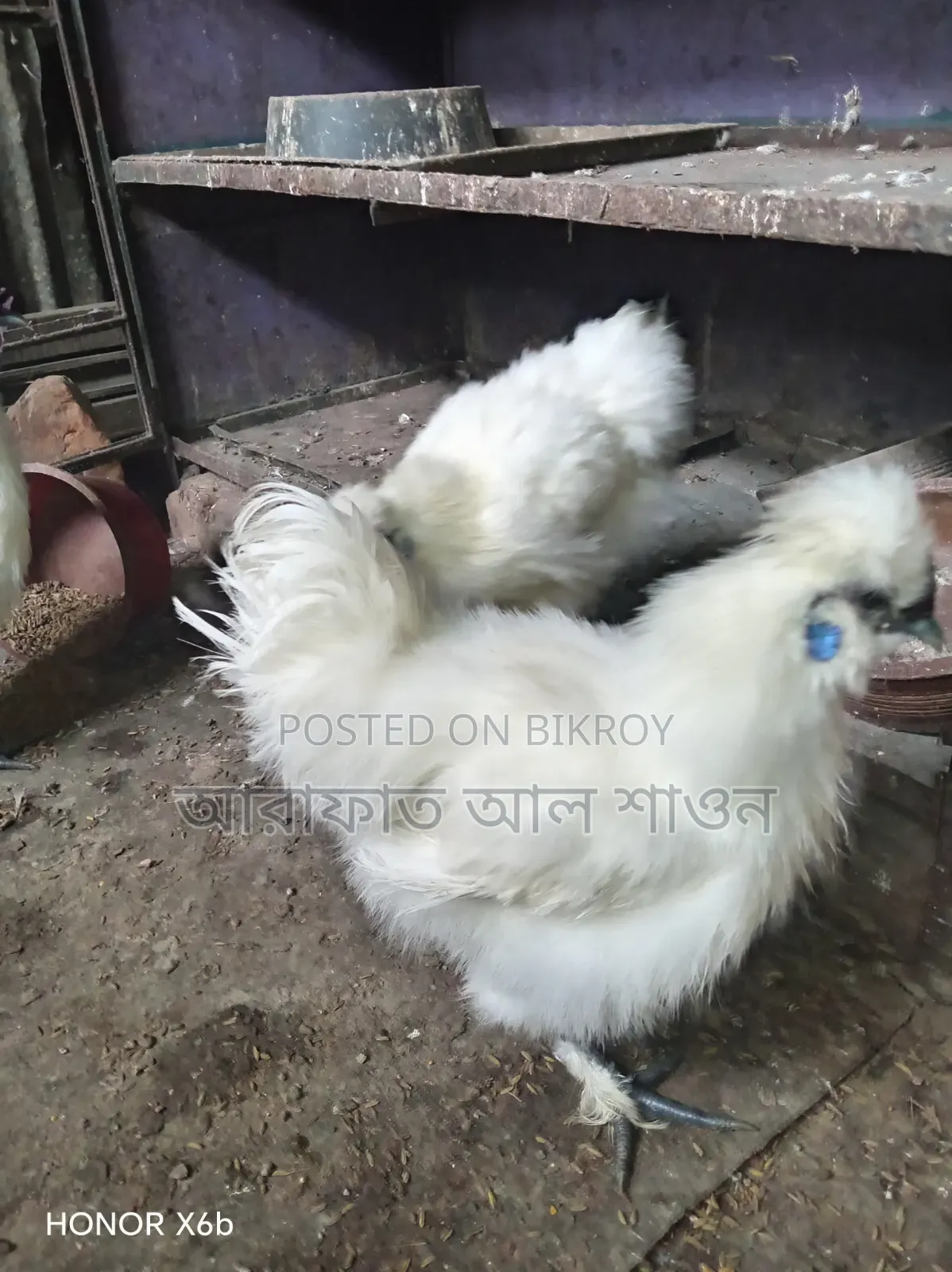 একজোড়া আমেরিকান সিল্কি মুরগী বিক্রি হবে