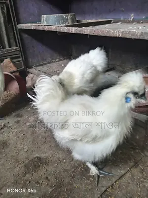 একজোড়া আমেরিকান সিল্কি মুরগী বিক্রি হবে